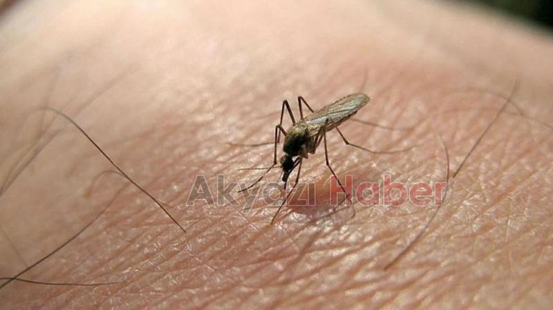 Sivrisinekler için önlemi açıkladı