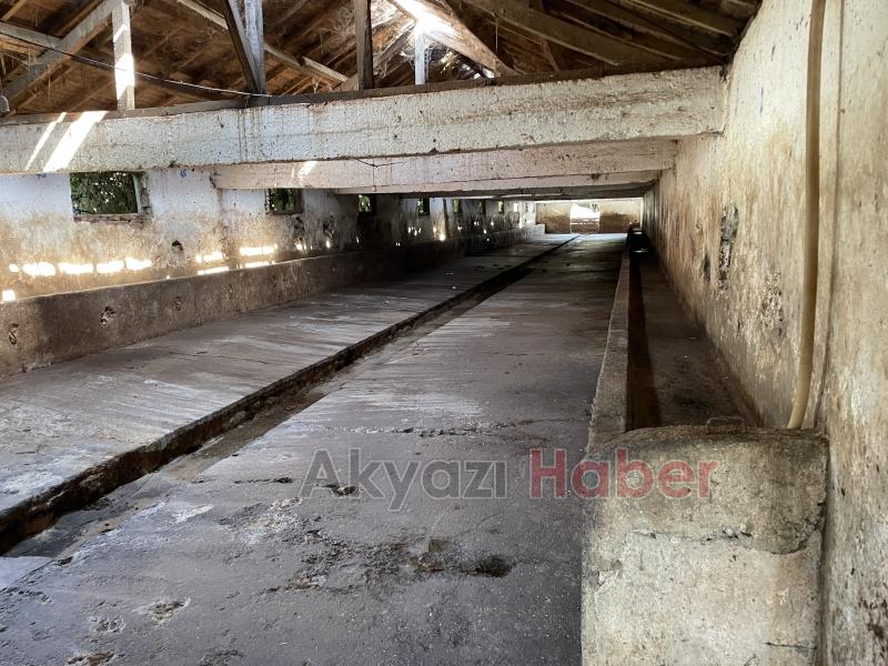 Üç ilçede şap alarmı