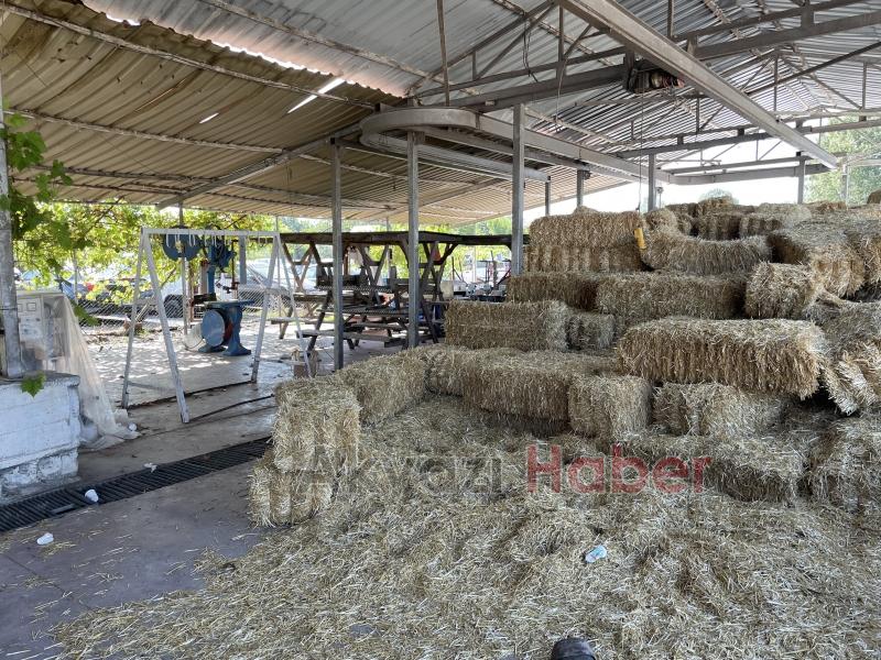 Üç ilçede şap alarmı