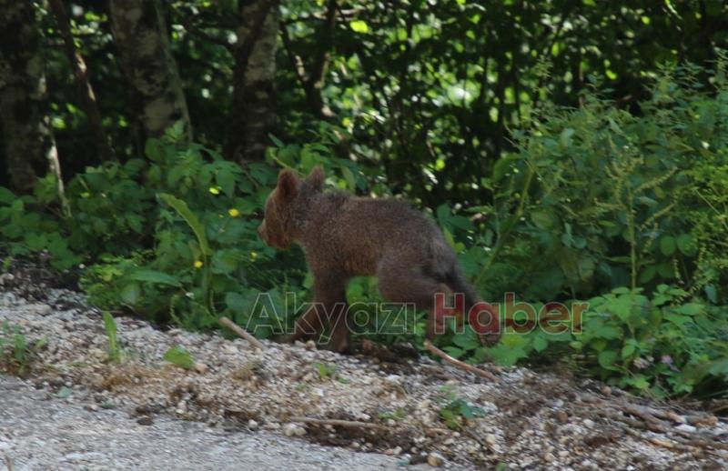 Yavru ayı Tuti doğaya salındı