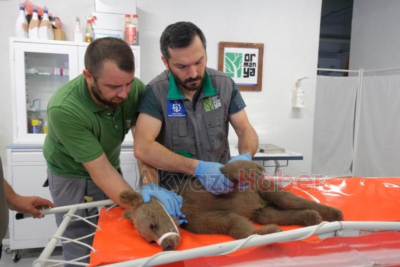 Yavru ayı Tuti doğaya salındı