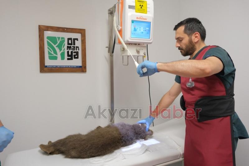 Yavru ayı Tuti doğaya salındı