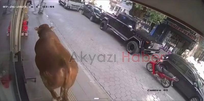 Tosun klimalı dükkana girerek serinledi