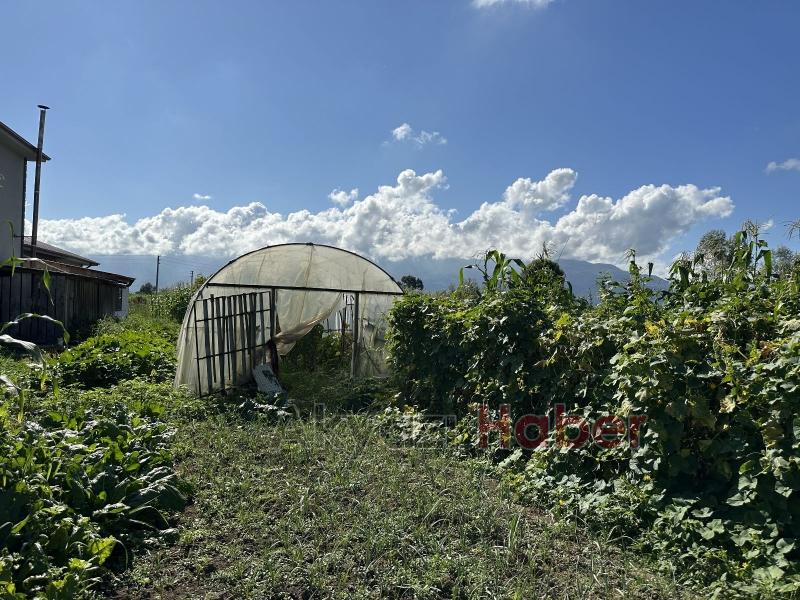  Ata tohumuyla yetişen dev domatesler şaşırtıyor