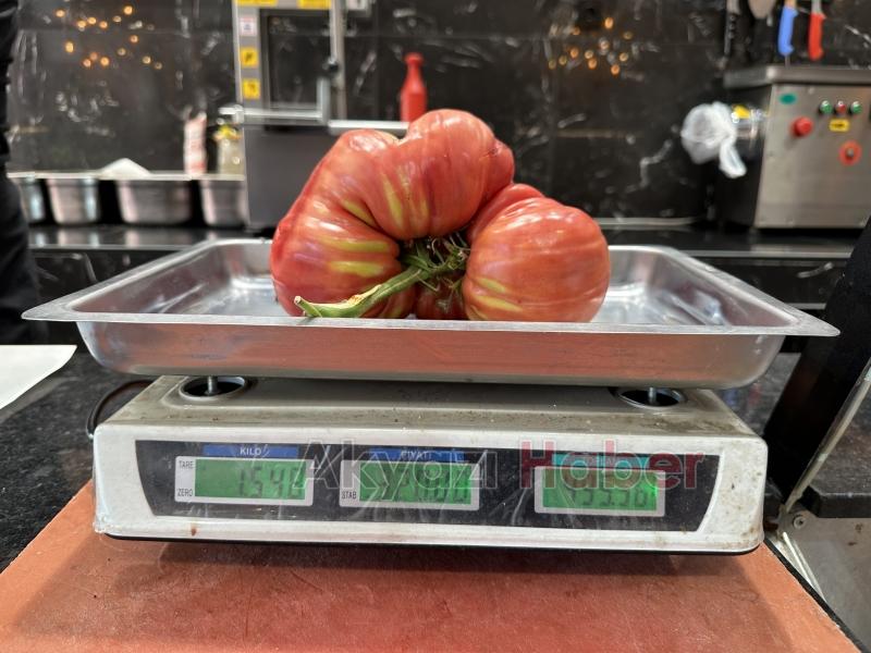  Ata tohumuyla yetişen dev domatesler şaşırtıyor