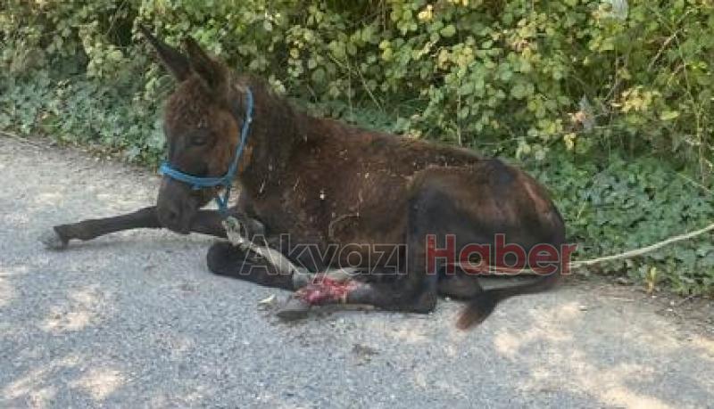 Yaralı yavru ata belediye ekipleri müdahale etti