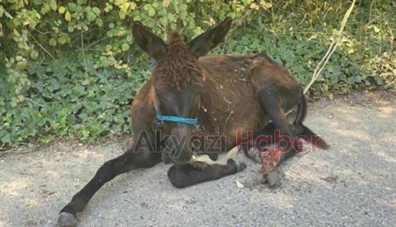Yaralı yavru ata belediye ekipleri müdahale etti