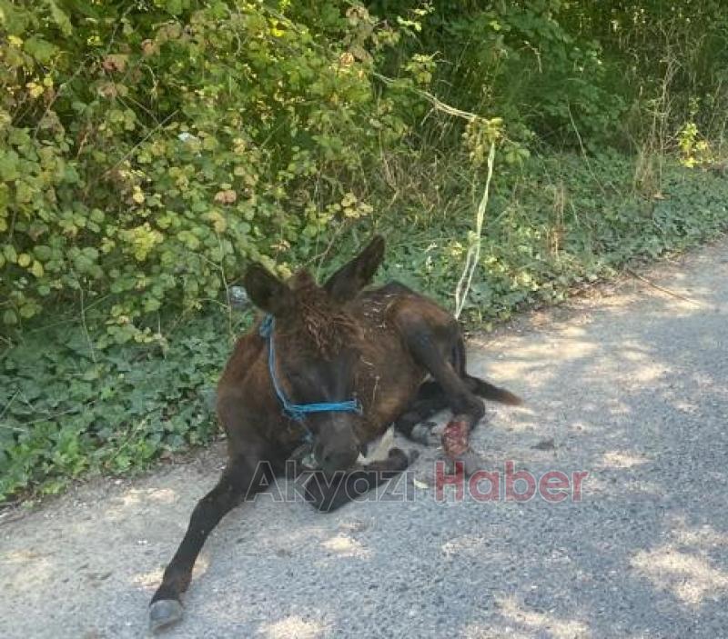 Yaralı yavru ata belediye ekipleri müdahale etti