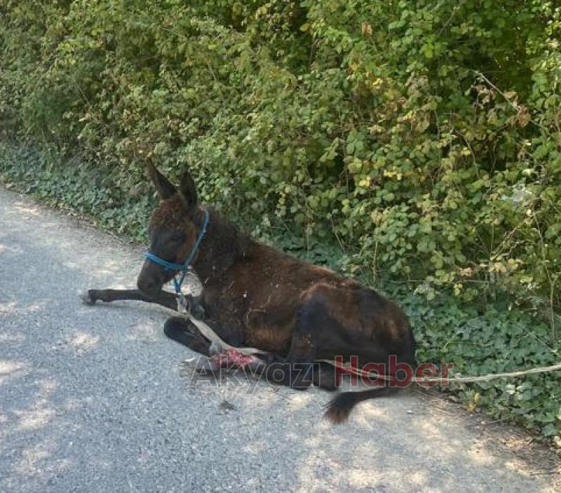 Yaralı yavru ata belediye ekipleri müdahale etti