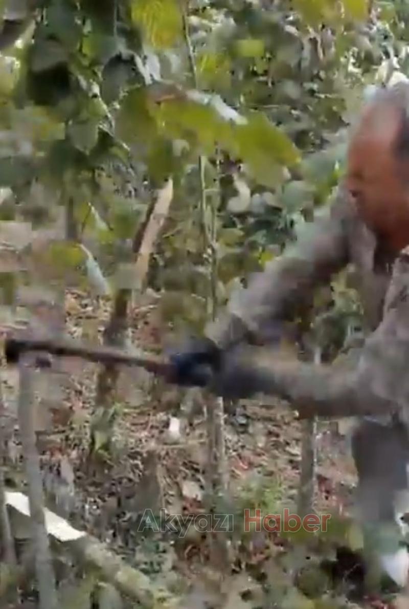 Bir kilo fındık bir kilo peynir almıyor dedi, fındık ağaçlarını kesti