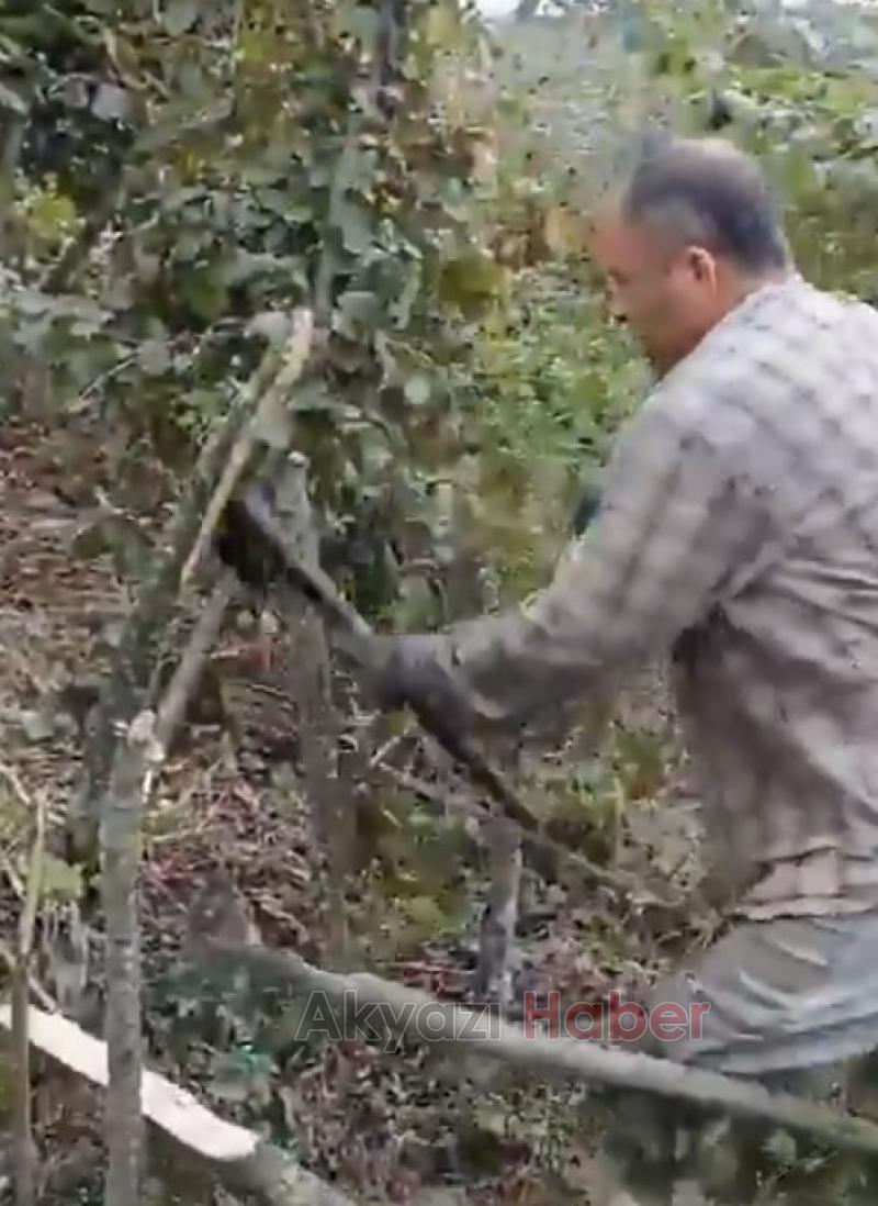 Bir kilo fındık bir kilo peynir almıyor dedi, fındık ağaçlarını kesti