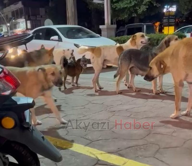 Akyazıda sürü halinde gezen köpekler korkutuyor