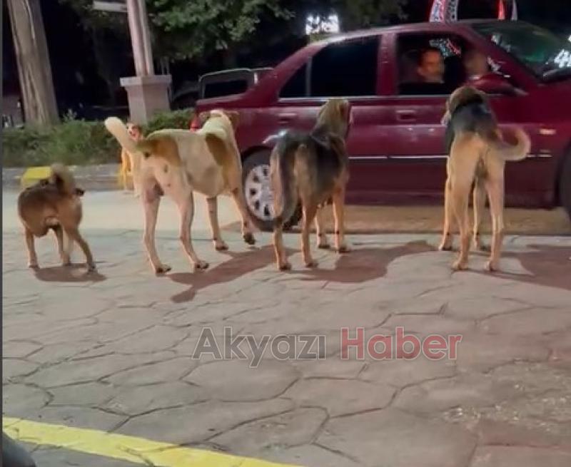 Akyazıda sürü halinde gezen köpekler korkutuyor