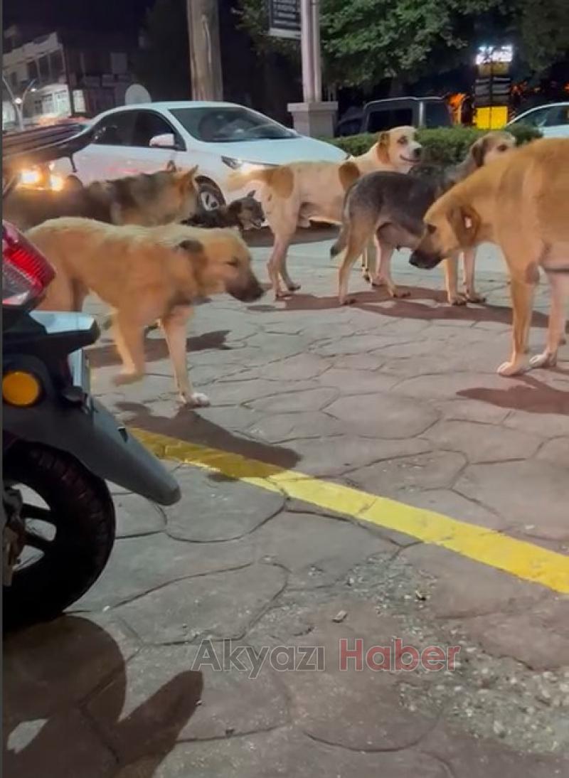 Akyazıda sürü halinde gezen köpekler korkutuyor