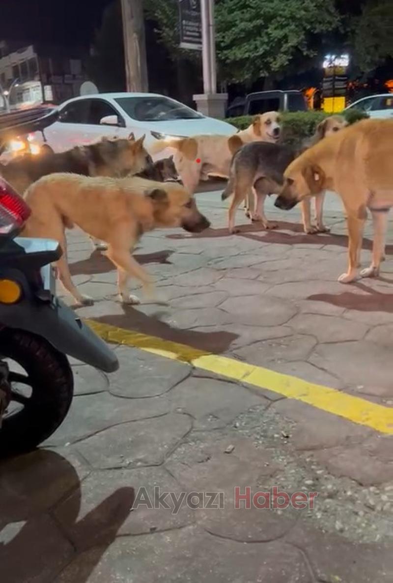 Akyazıda sürü halinde gezen köpekler korkutuyor