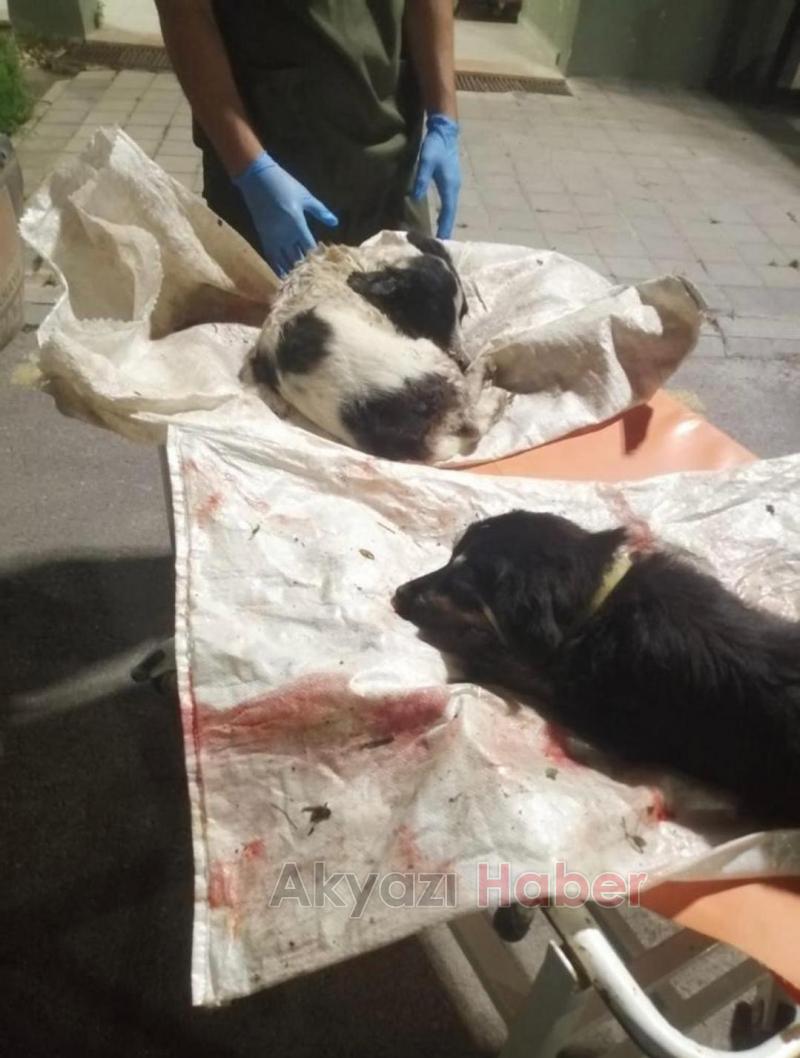 İki köpeğe işkence etti