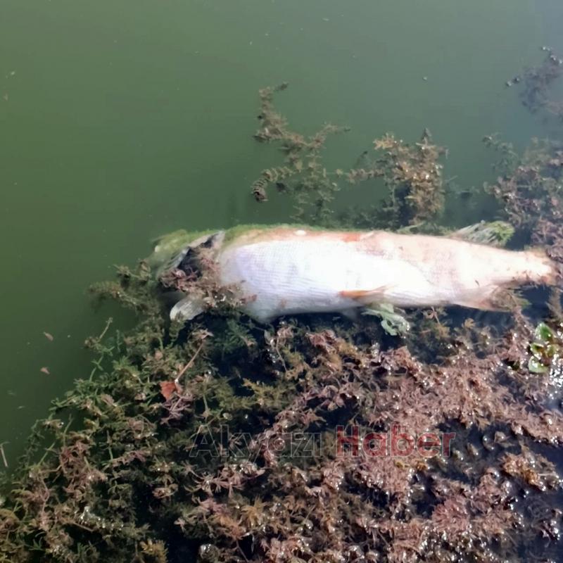 Akgöl can çekişiyor