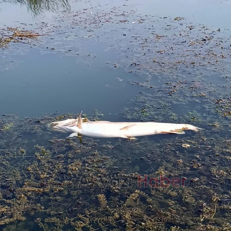 Akgöl can çekişiyor