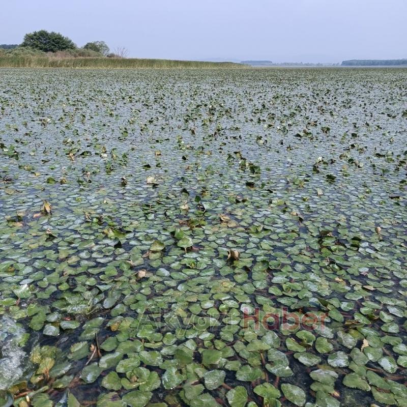Akgöl can çekişiyor
