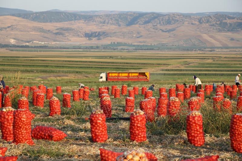 Soğanın fiyatı tarlada 4 liraya düştü