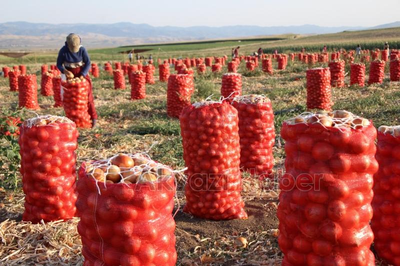 Soğanın fiyatı tarlada 4 liraya düştü