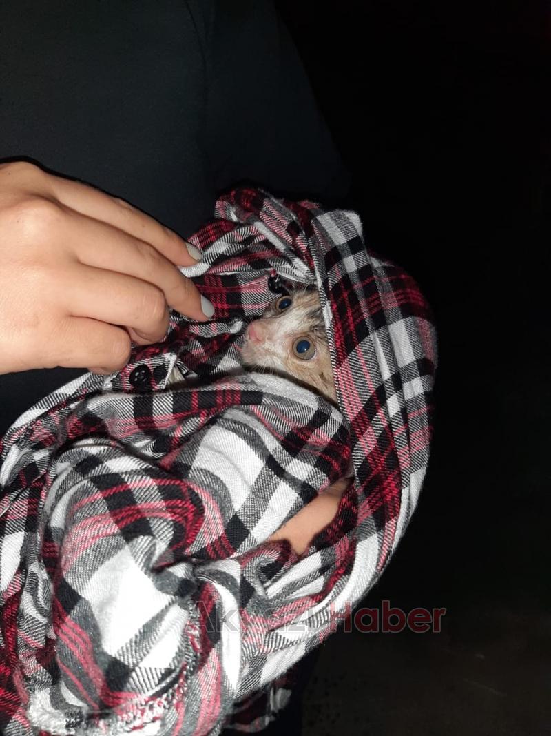 Yavru kedi aracın motoruna girdi