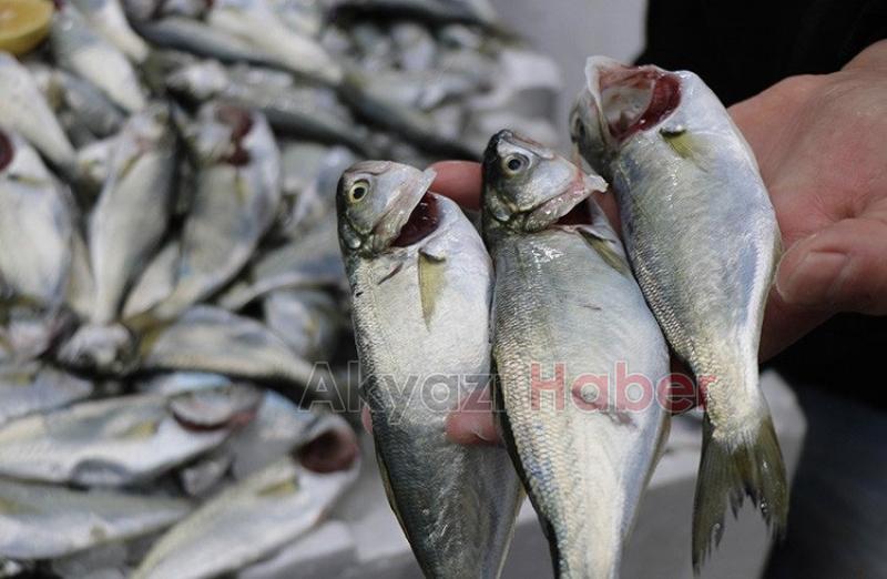 Karasulu balıkçılar çinekoptan umutlu