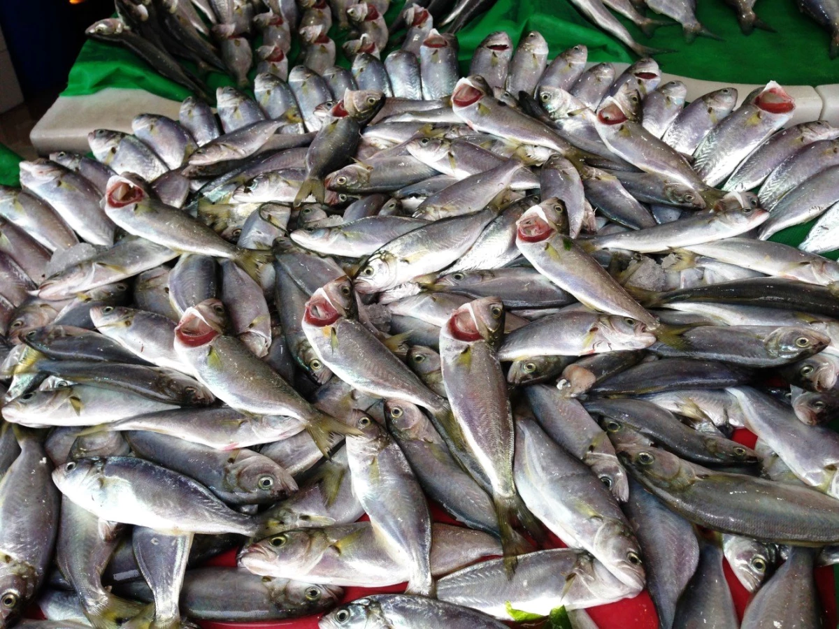 Karasulu balıkçılar çinekoptan umutlu