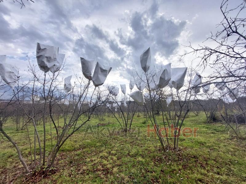 4 ilçede fındıkta ıslah çalışması