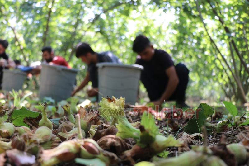 Fındık hasadı sürüyor