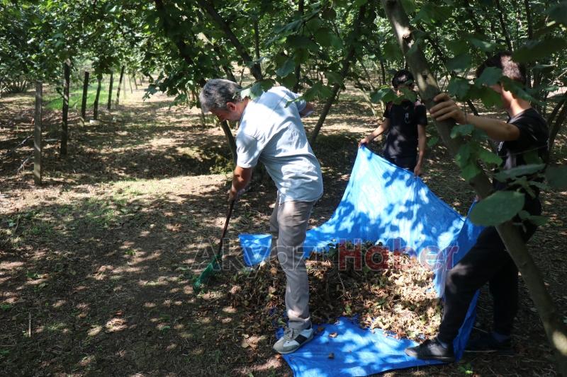 Fındık hasadı sürüyor