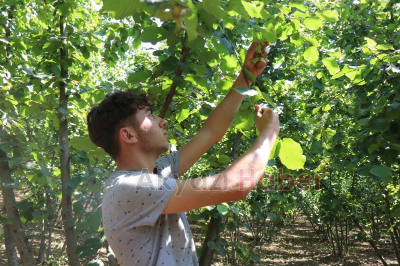 Fındık hasadı sürüyor