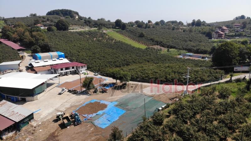 Fındık hasadı sürüyor