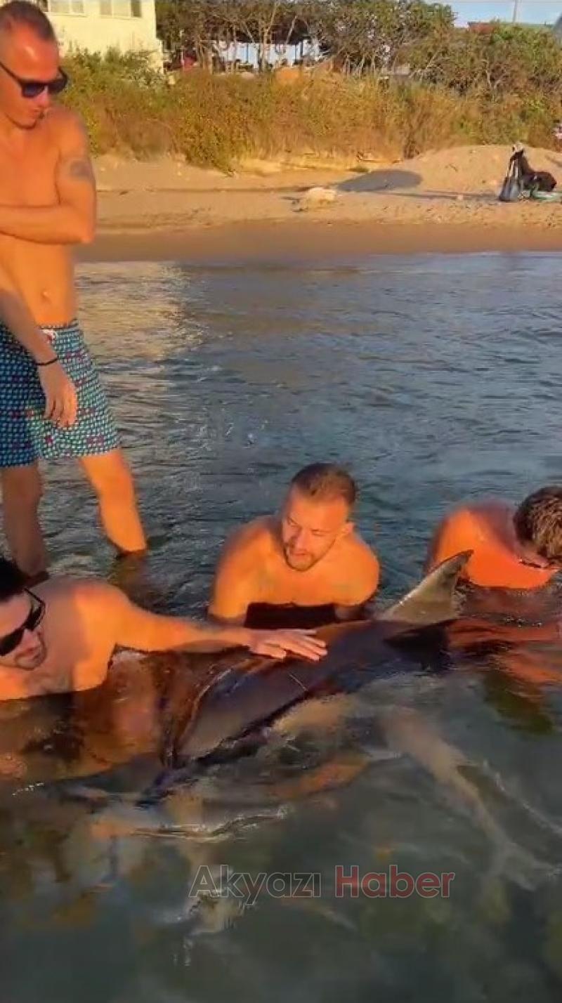 Yaralı yunus için seferber oldular