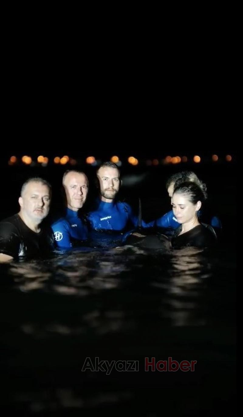 Yaralı yunus için seferber oldular