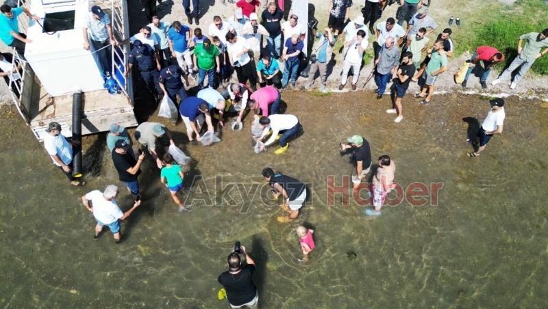 Sapanca Gölü’ne 100 bin sazan salındı