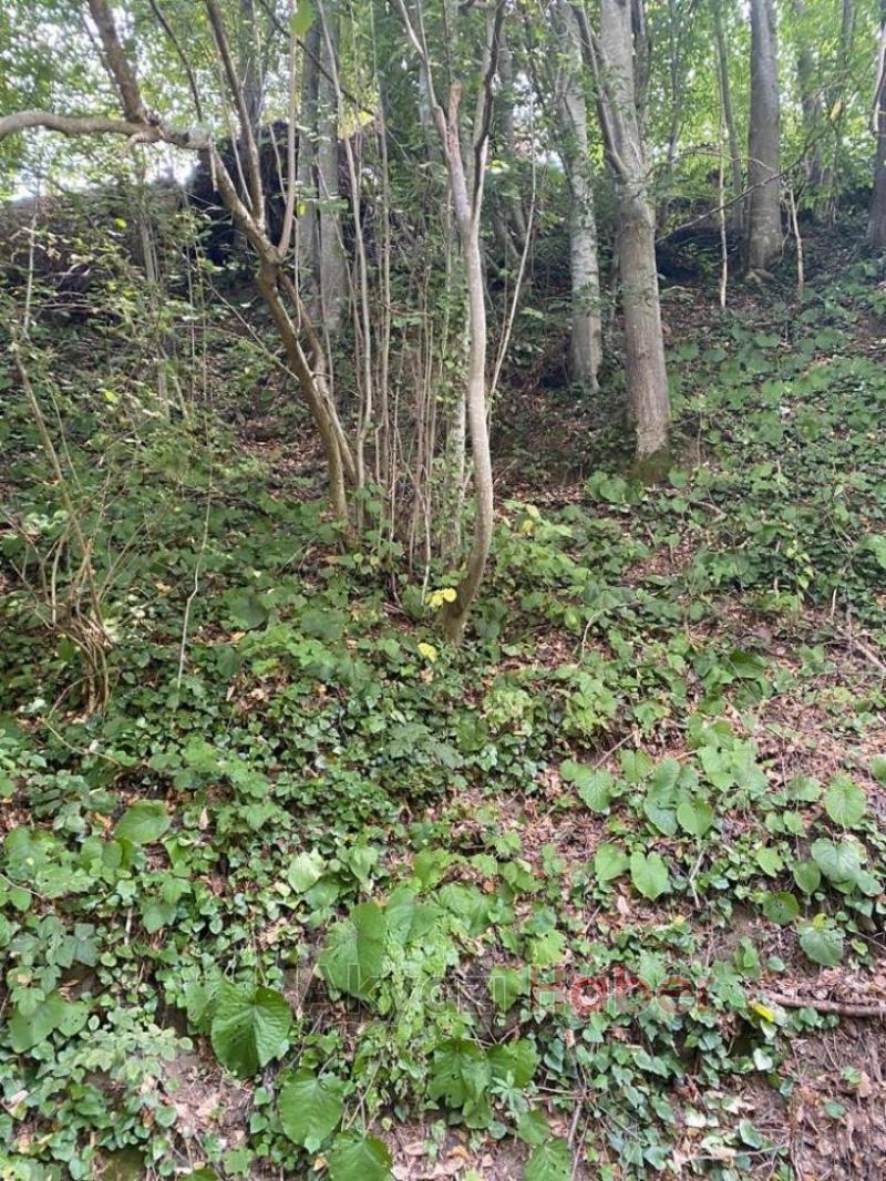 Fındık toplamaya gittiği bahçede hayatını kaybetti