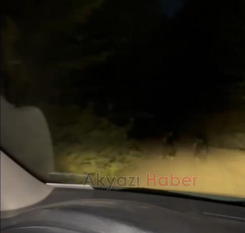 Yavru ayılar böyle görüntülendi