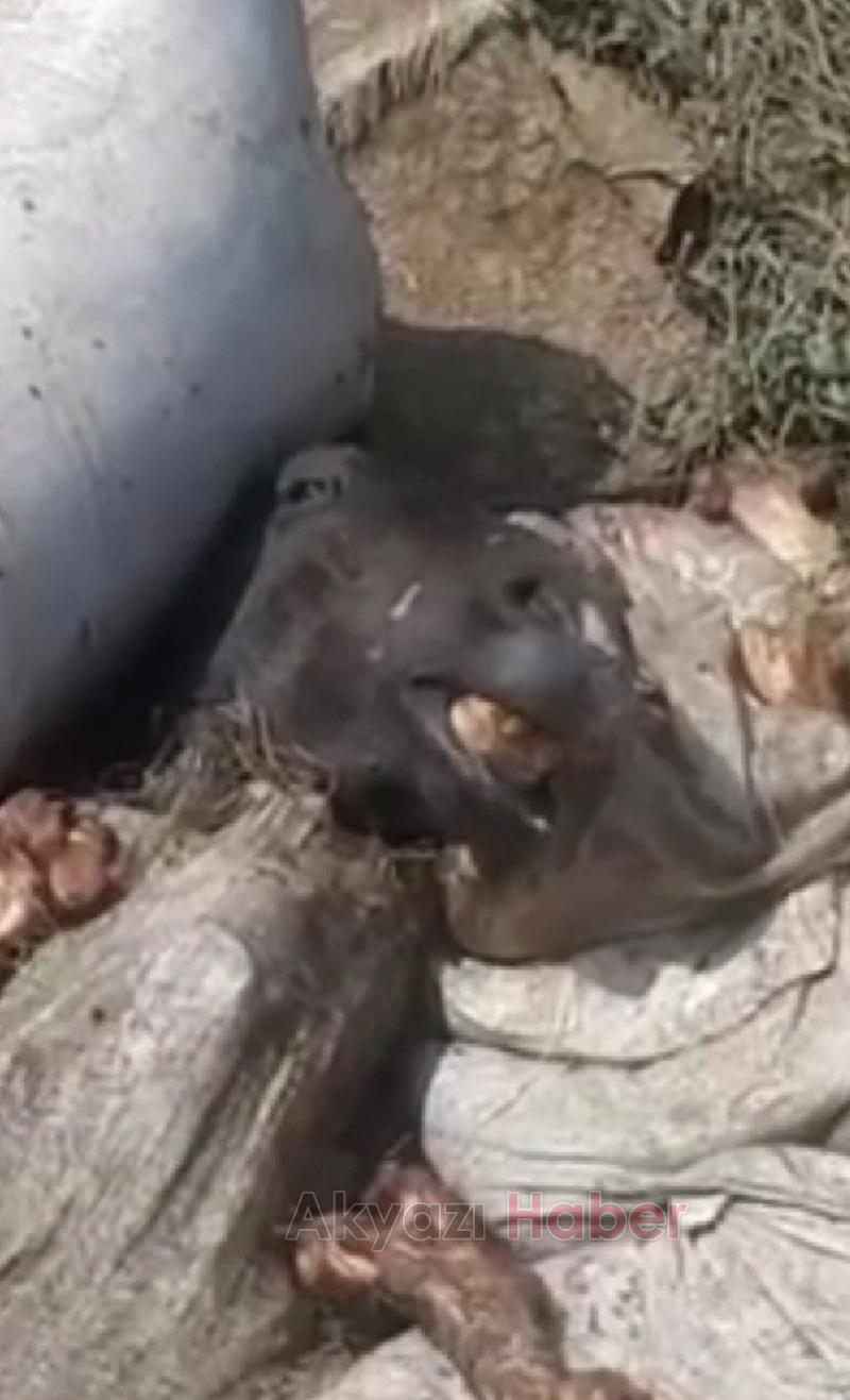 Etleri alınmış at kemikleri bulundu