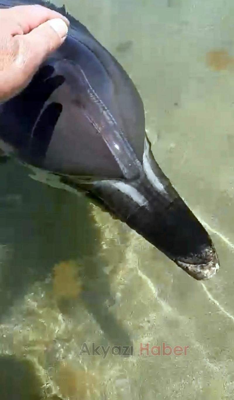 Yunus balığına fısıldayan adam