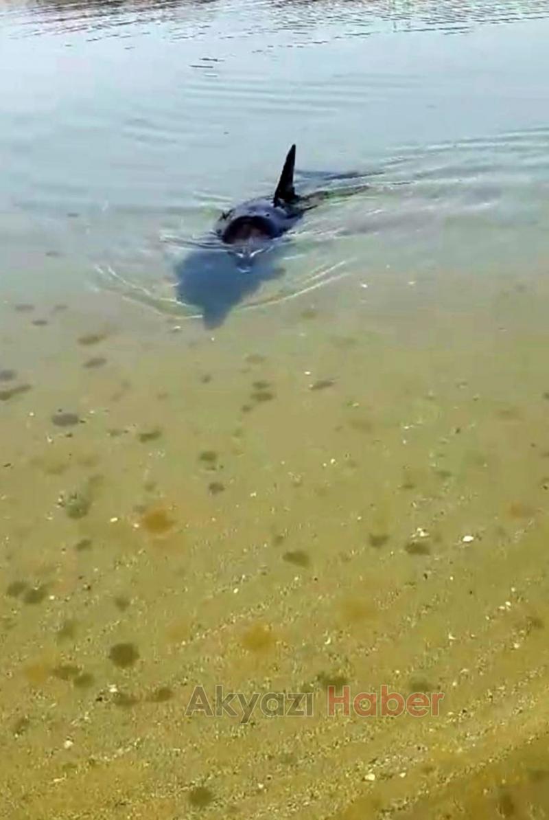 Yunus balığına fısıldayan adam