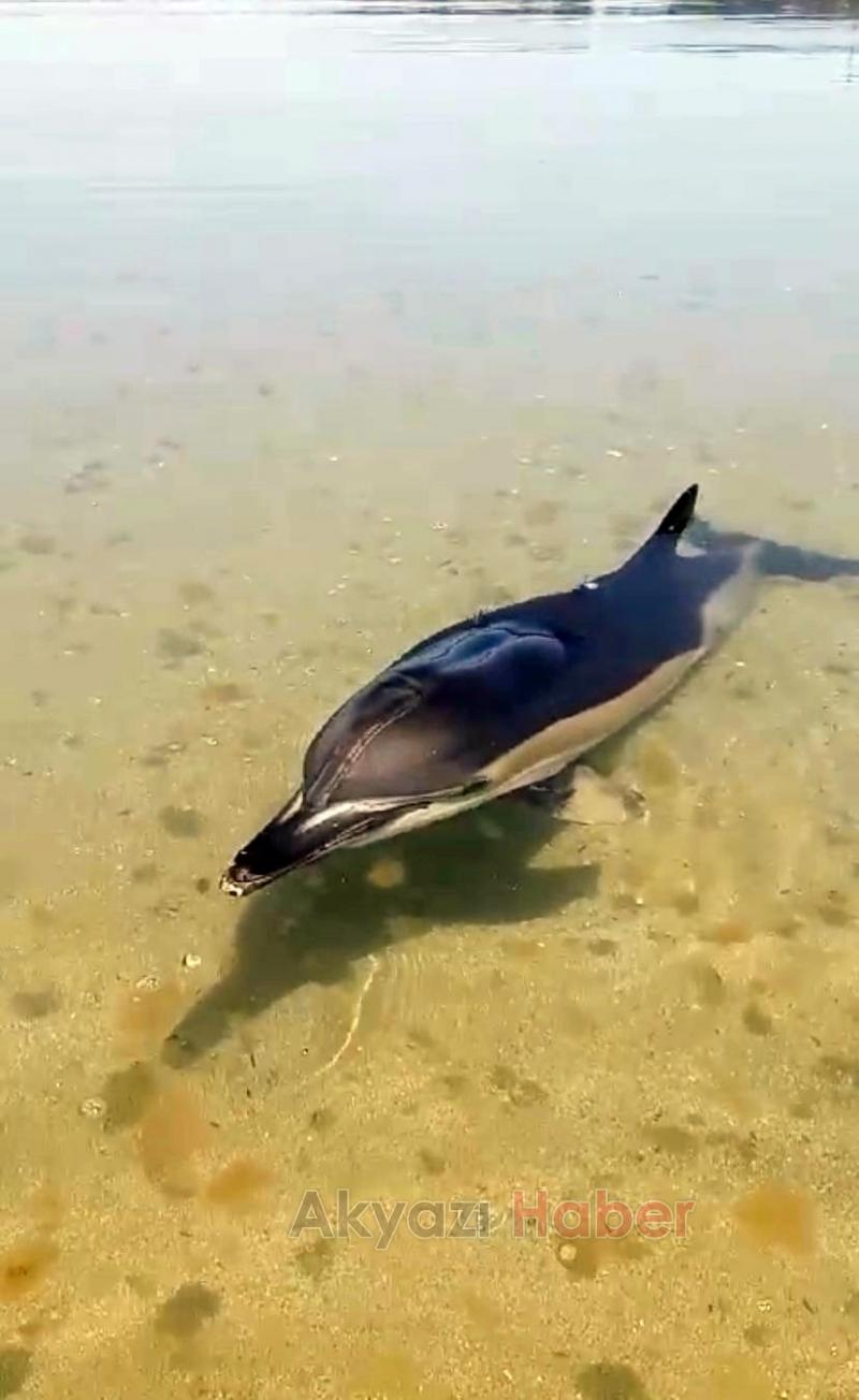 Yunus balığına fısıldayan adam