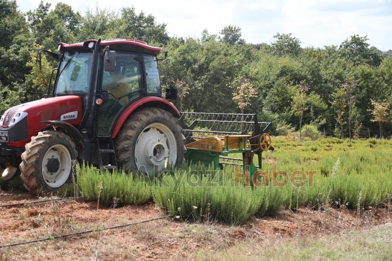Botanik Vadisi’nde biberiye zamanı