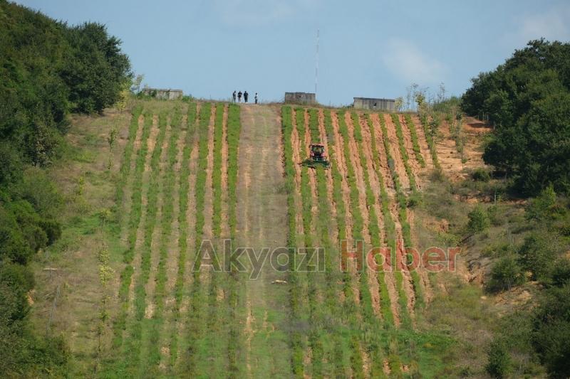 Botanik Vadisi’nde biberiye zamanı