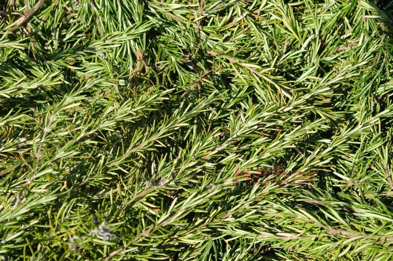 Botanik Vadisi’nde biberiye zamanı