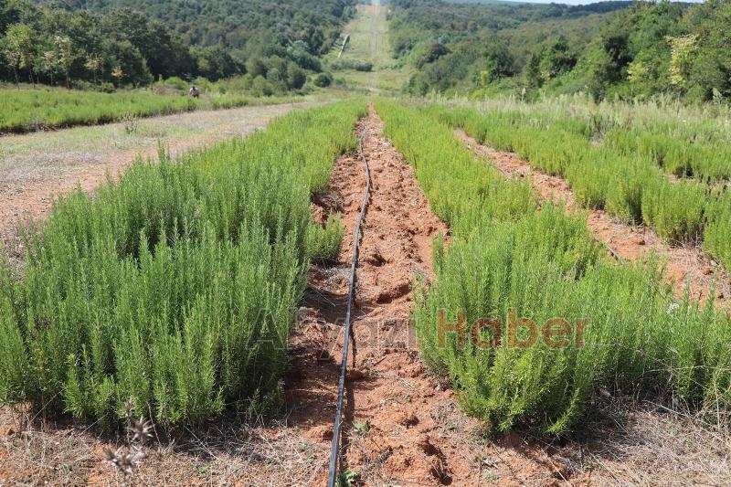 Botanik Vadisi’nde biberiye zamanı