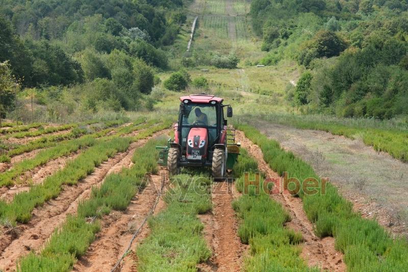 Botanik Vadisi’nde biberiye zamanı