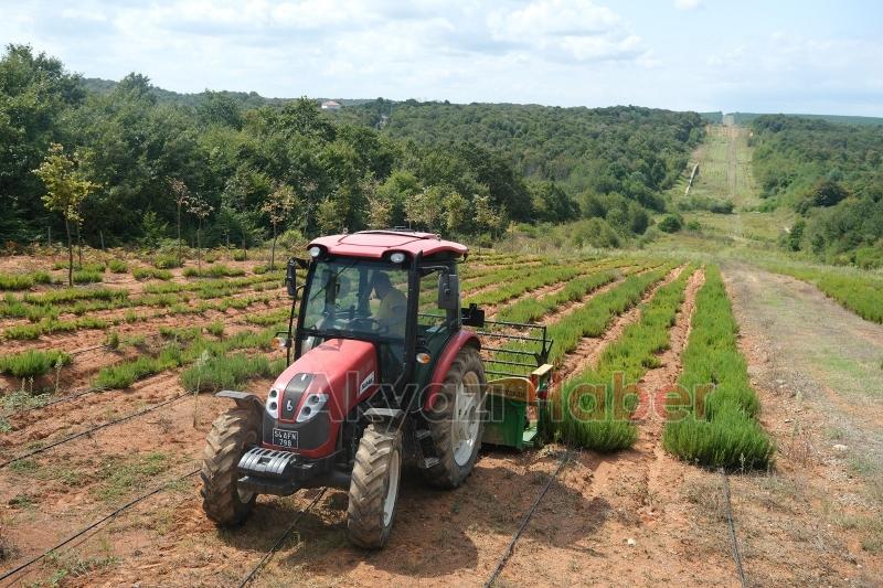 Botanik Vadisi’nde biberiye zamanı