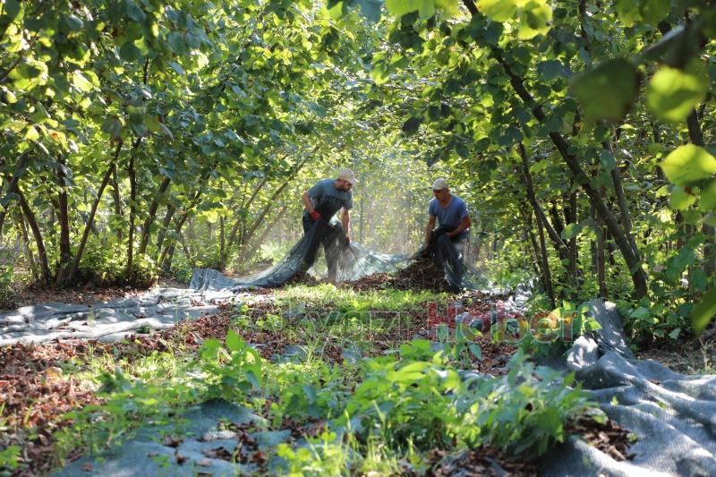 File örtüyle yapılan fındık hasadında maliyet düştü