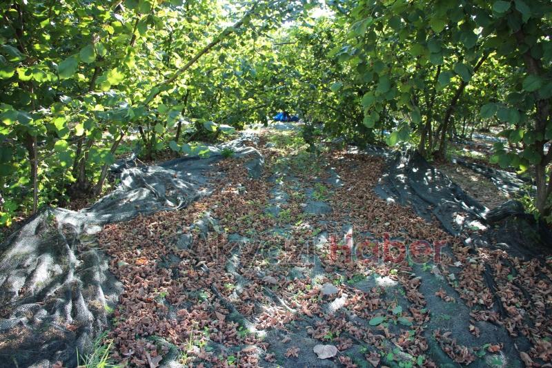 File örtüyle yapılan fındık hasadında maliyet düştü